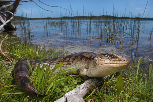 Blotched Bluetongue