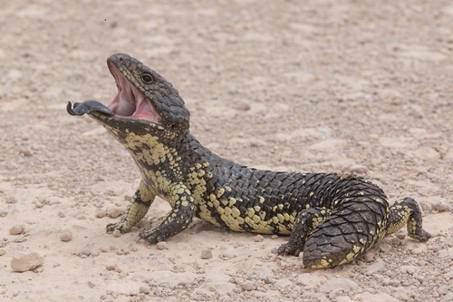 Shingleback