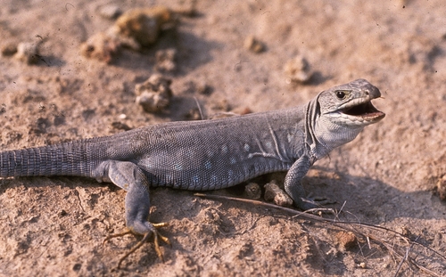 Ocellated Lizard