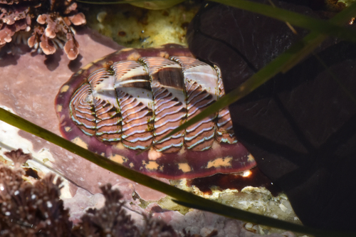 Lined Chiton