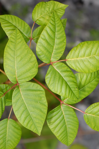 Eastern poison ivy