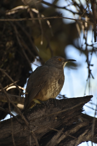 Curve-billed Thrasher