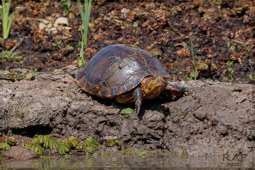 Black-bellied Slider