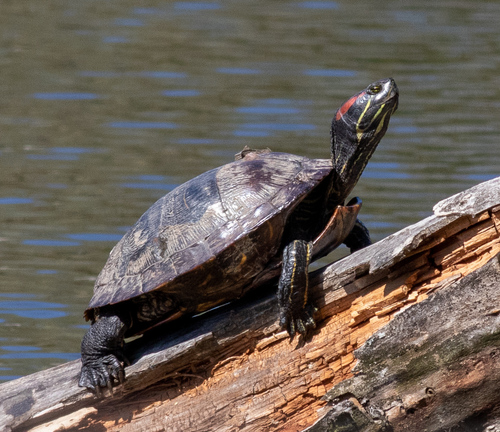 Pond Slider
