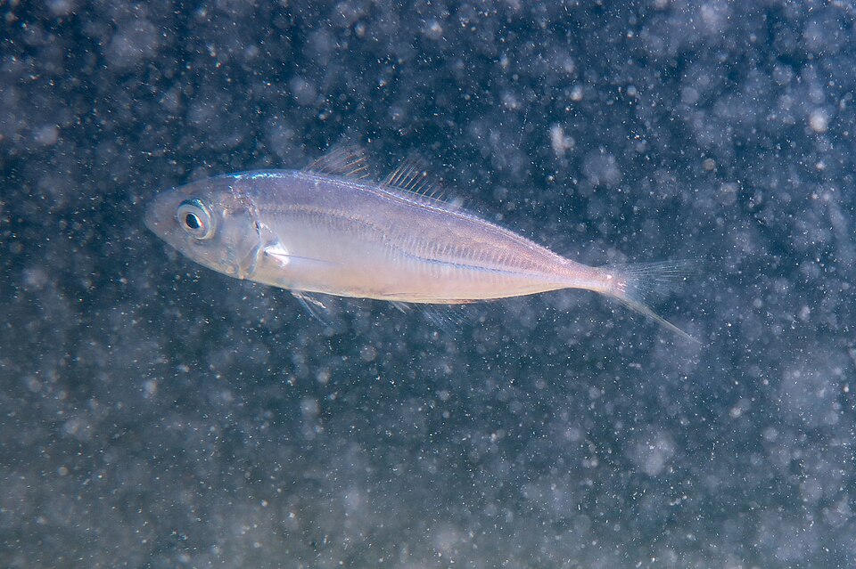 Atlantic Horse Mackerel