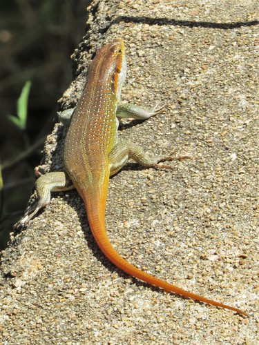 Rainbow Skink