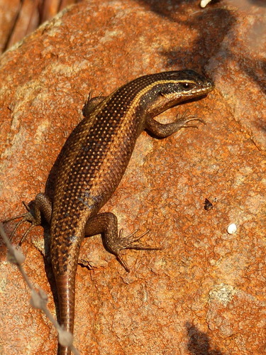 Speckled Rock Skink