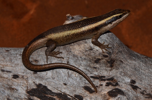 African Striped Skink