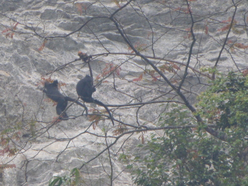 François' Lutung