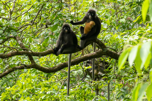 Dusky Leaf Monkey