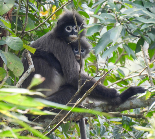 Phayre's Leaf Monkey
