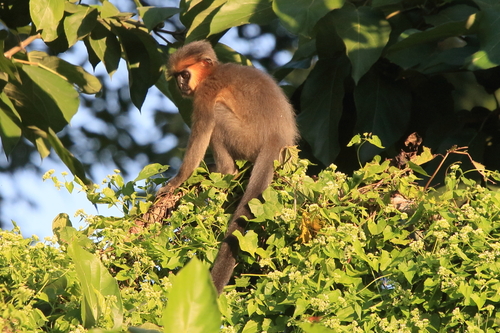 Capped Lutung
