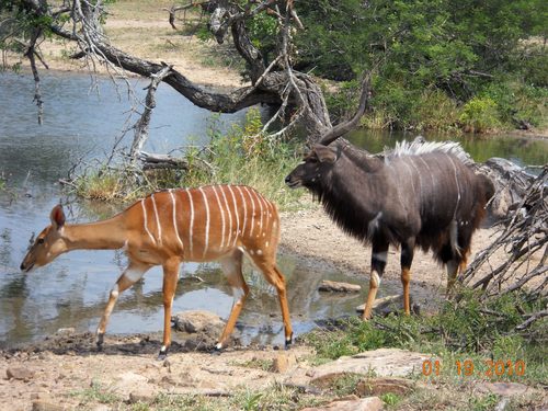 Nyala