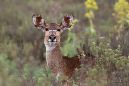 Mountain Nyala