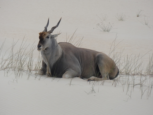 Common Eland