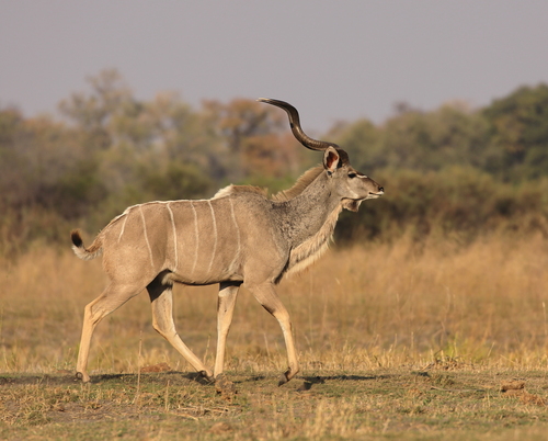 Greater Kudu