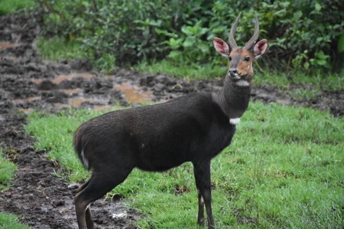 Southern Bushbuck