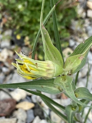 Yellow Salsify