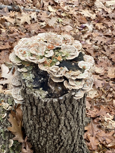Gilled Polypore