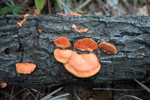 Northern Cinnabar Polypore