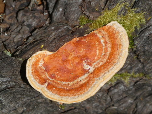 Southern Cinnabar Polypore