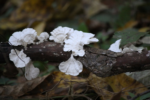 Little nest polypore