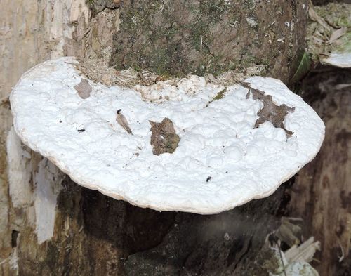 Lumpy Bracket