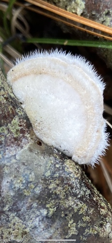 Hairy Bracket