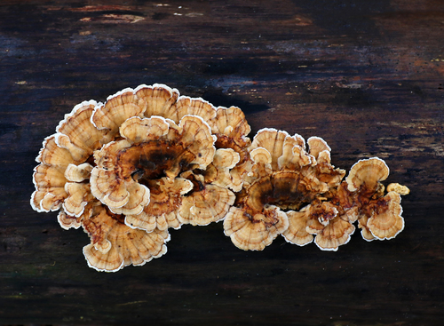 Ochre Bracket