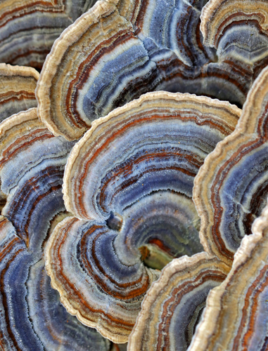 Turkey-tail