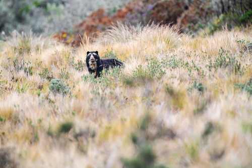 Spectacled Bear