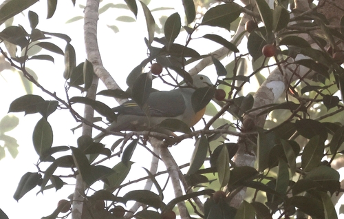 Large Green-Pigeon