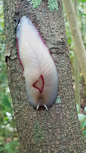 Red Triangle Slug