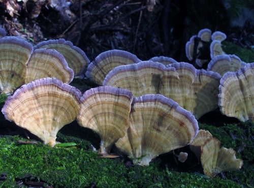 Violet-toothed polypore