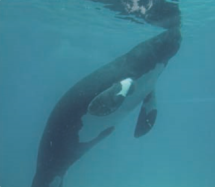Amazonian Manatee