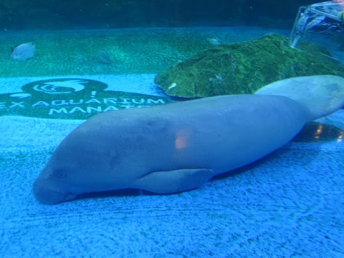 African Manatee