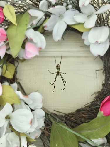 Joro Spider
