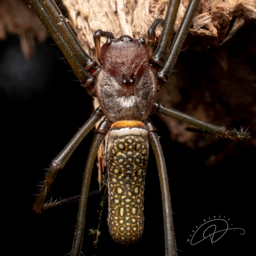 Golden Silk Spider