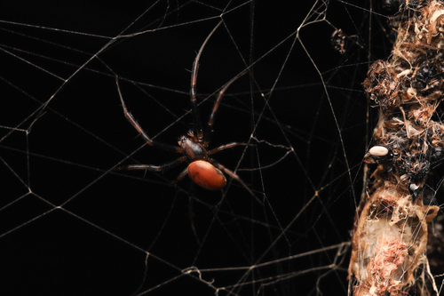 Australian Golden Orbweaver