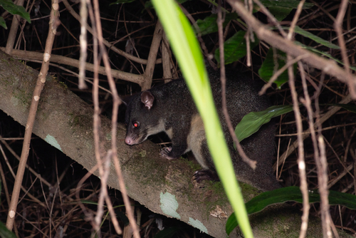 Short-eared Brush-tailed Possum