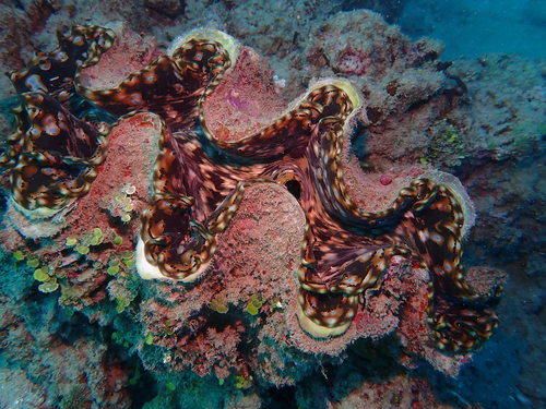 Fluted Giant Clam