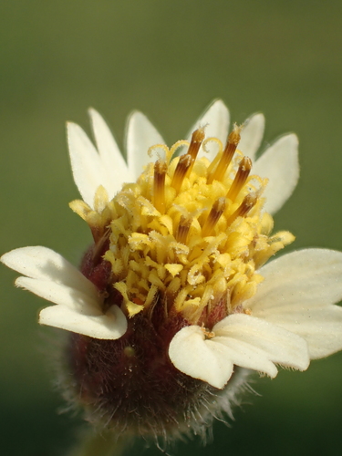 Tridax Daisy