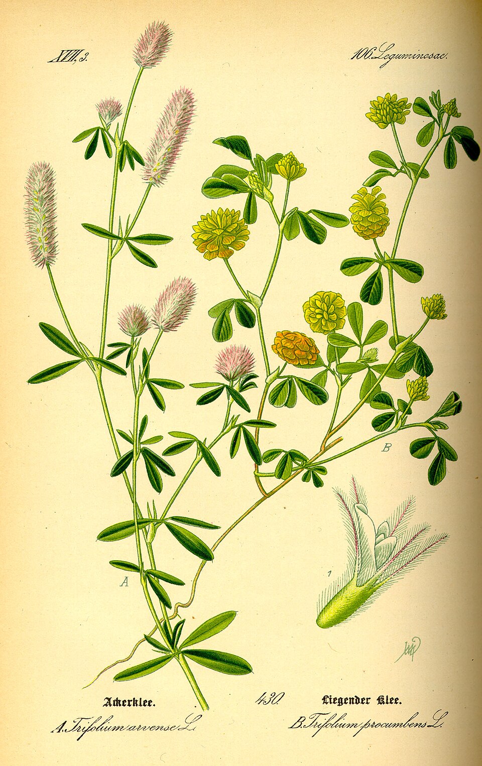 Hop trefoil