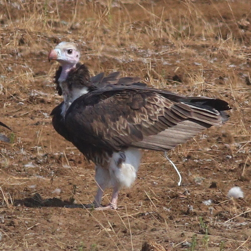 White-headed Vulture