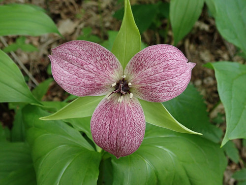 Red trillium