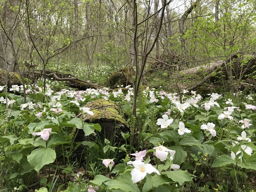 Large white trillium
