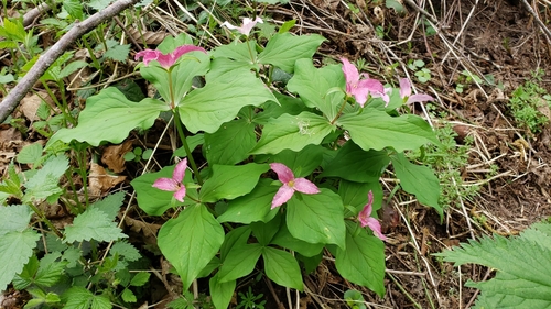 Pacific trillium