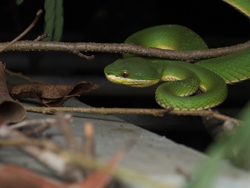 White-lipped Pit Viper