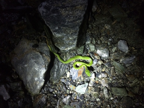 Chinese Green Tree Viper