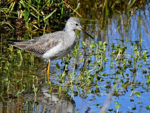 Lesser Yellowlegs